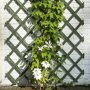 Nature klimrek FSC hout groen met klimplanten